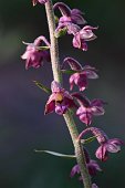 Epipactis atrorubens